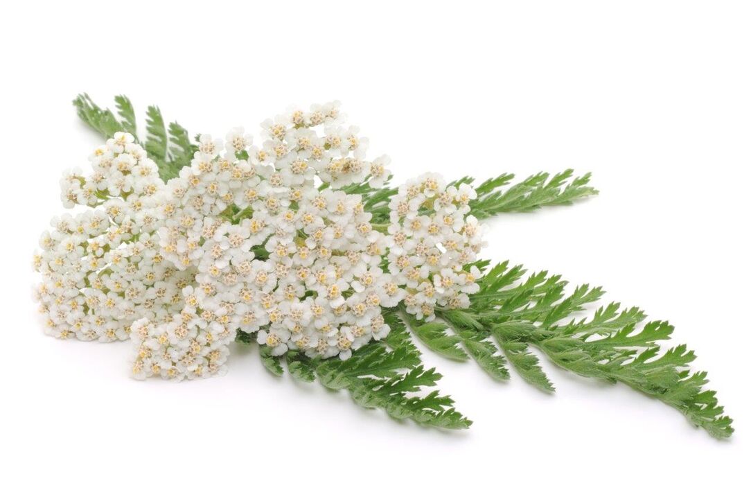 Yarrow - σύνθεση της κρέμας Proctonic